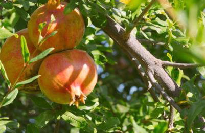 La colina buena - cosy casita for nature lovers - Foto 26