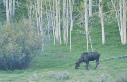 Wapiti Retreat at 22 West Cabins and Recreation - Foto 10