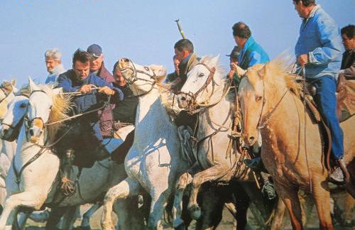 Les Oliviers de Camargue - Foto 37