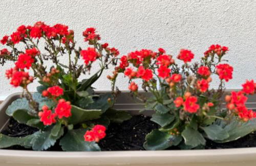 Apartments Sunshine G1 - Foto 46