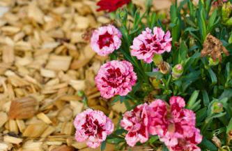 Ferienhaus Plattenberg - Foto 63