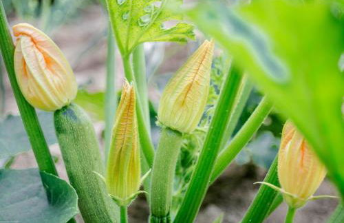 Aldea Rural Pazos De Arenteiro - Foto 33