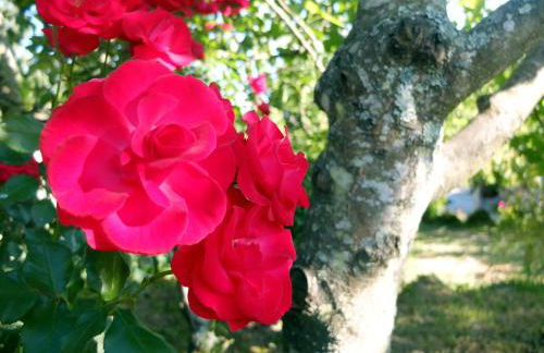 Family Secrets Douro - Foto 55