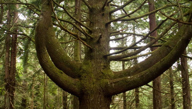 Forêts de laurisilva et de mousse