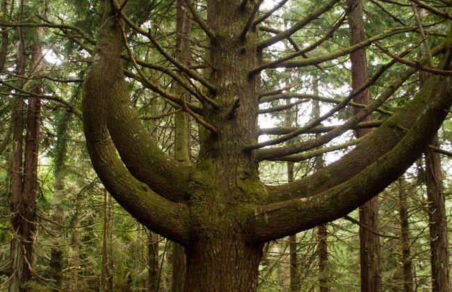 Hiking Tour Around the Caldeirão Verde Levada - Photo 5