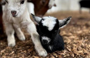 Modern Farmstay Cabin with Friendly Animals, Pond Views & Nature Trails Near Cedar Creek, Texas - Photo 38