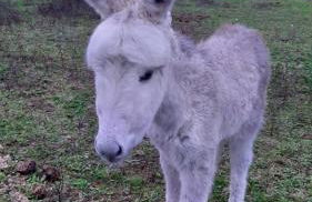 Agriturismo Antica Corte - Foto 23