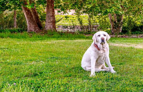 Quinta do Boição - Photo 9