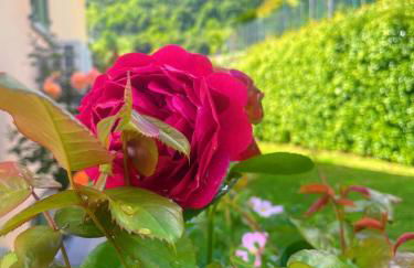 Comacina Villa - Foto 54