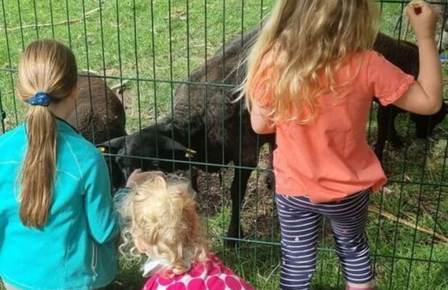 Farm Ferienhof Albert - Photo 24