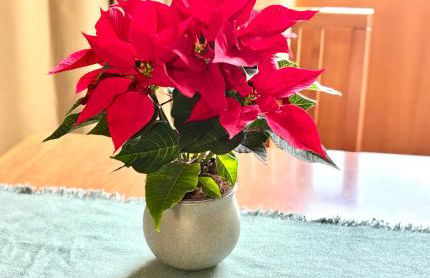 La Casetta - Foto 19