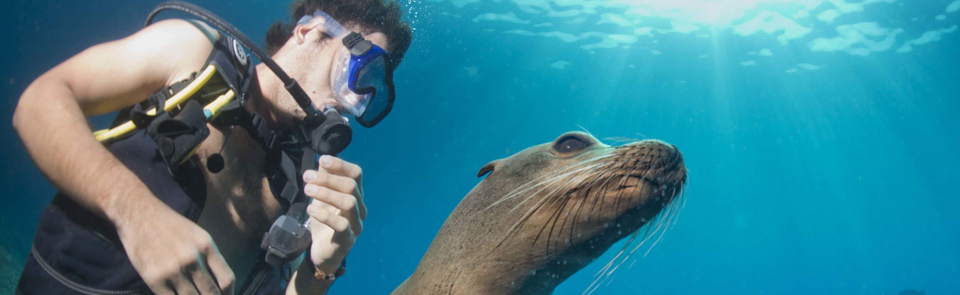 Plongée avec les otaries à Punta Loma
