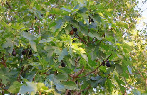 Cozy Zion farmhouse, cool or hot swim spa, fireplace & firepit - Foto 18