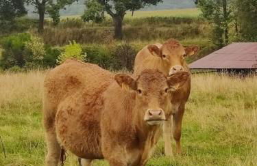 Elégante maison près de la mer 1 ou 2 chambres - Foto 49
