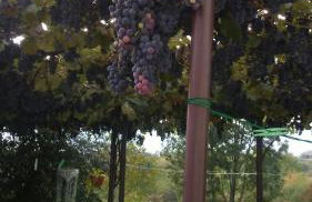 Apartments Smirnov - Foto 30