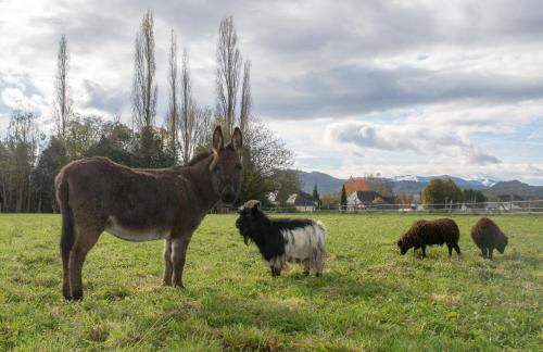 Gîtes L'Escargot Bleu - Foto 28