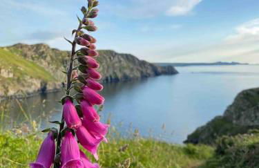 Charming coastal cottage - pet friendly! - Photo 53