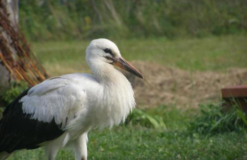 Dom na Starym Gościńcu Tiszyna - Foto 37