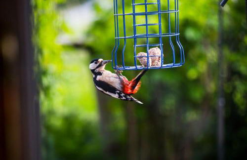 Clashmore Wood - Foto 35