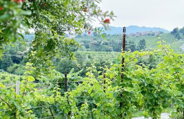 PARISI - Valdobbiadene - Foto 74