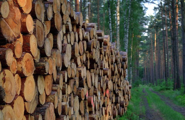 Forest Getaway in Berlin - Foto 25