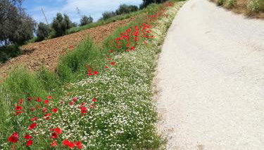 Country House Ciliegia Rossa - Foto 3