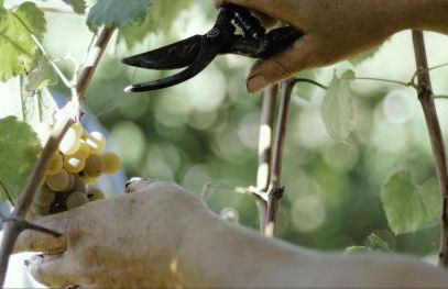 Quinta de Lourosa - Foto 64