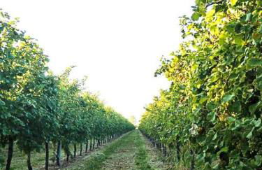 Relax nelle colline del Prosecco - Foto 12