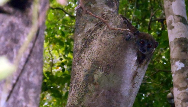 Ankarana National Park - Photo 4