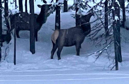 Secluded Cabin in Polebridge, Montana, with Fantastic Views of Glacier National Park - Dream Glamping Experience - Photo 22
