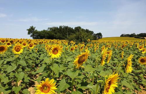 En Françaison Gîte en Lomagne Gersoise - Photo 36