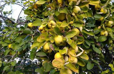 Ferienhaus Mülhaupt - Foto 14