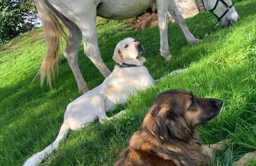 casa rural larre aundi - Foto 45