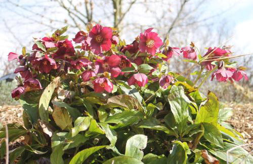 Ferienwohnung "Eifelstueffje" - Foto 65