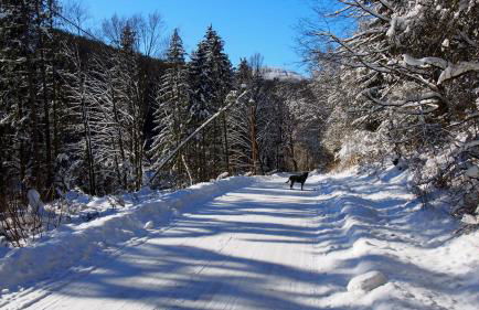Fewo TaLuLa - Sauerland mit Hund - Foto 31