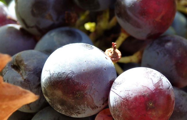 Visite à la découverte des domaines viticoles de Neuquén - Photo 1