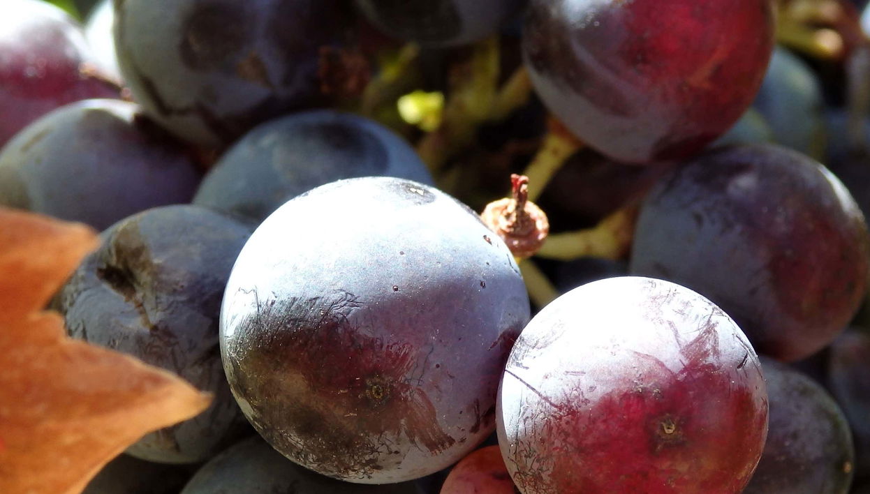 Neuquén Wineries Tour - Foto 1