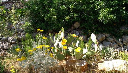 Apartman Ruža - Foto 5, Garden view