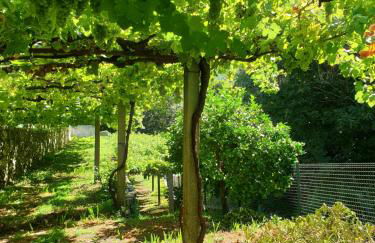 Quinta da Vinha Velha - Foto 68