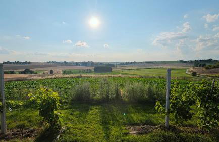 Domki w Winnicy - Świętokrzyska Winnica Knapów - Foto 45