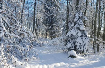 Ferienwohnungen Ingrid Alfes - Foto 38