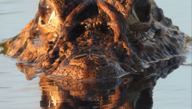 Piranha Fishing and Bird Watching Tour - Foto 2