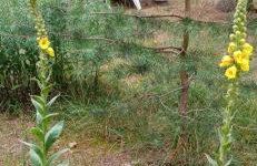 Augustówka - letnisko na Wrzosowiskach - Foto 31