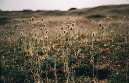 La Butte : Bol d'air iodé assuré - Foto 28