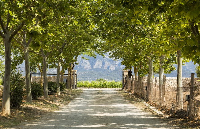 Agroturisme Sa Torre - Photo 19