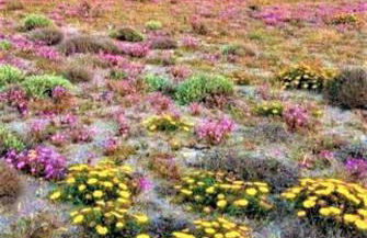 Balcon de San Jose - Foto 34