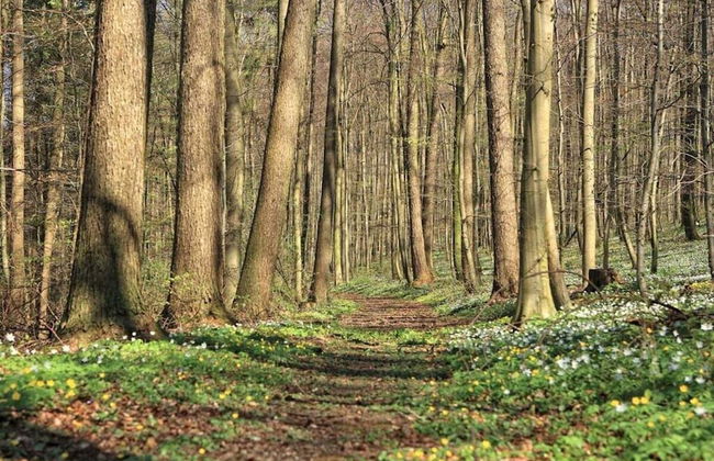 Majestic Apartment in Brakel - Foto 25