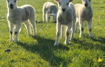 Cherry Blossom Cottage in Kettlesing - Photo 22
