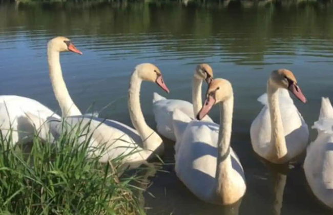 Cozy Holiday Home in Precy in a Charming Area - Foto 9