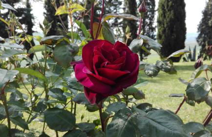 Appartamento Il Pianetto - Foto 18